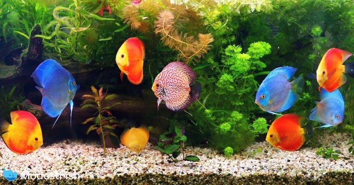 Aquariums & Fish Tanks Zero The Next Step