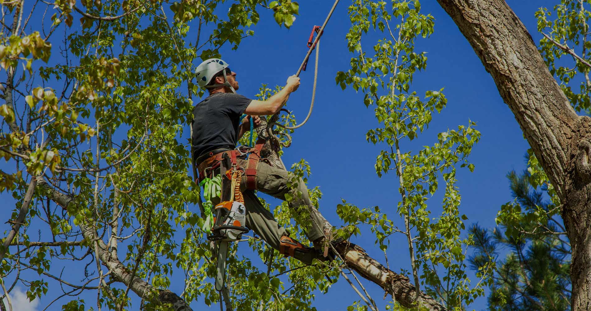 Caring for Your Canopy: Professional Tree Services at Your Doorstep